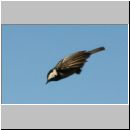 Parus ater - Tannenmeise 08.jpg